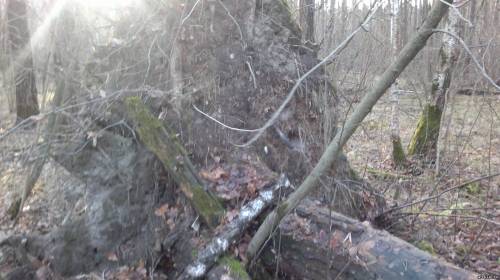 Упавше дерево в боровском лесу