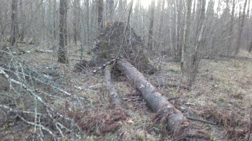Упавшее дерево