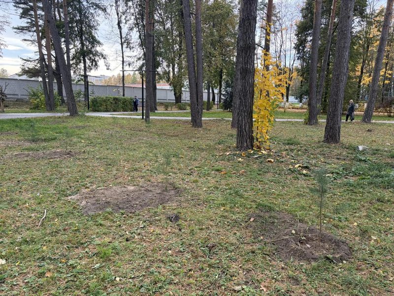 В минувшую пятницу члены Общественного совета МО г. Алексин продолжили акцию по высаживанию сосен в