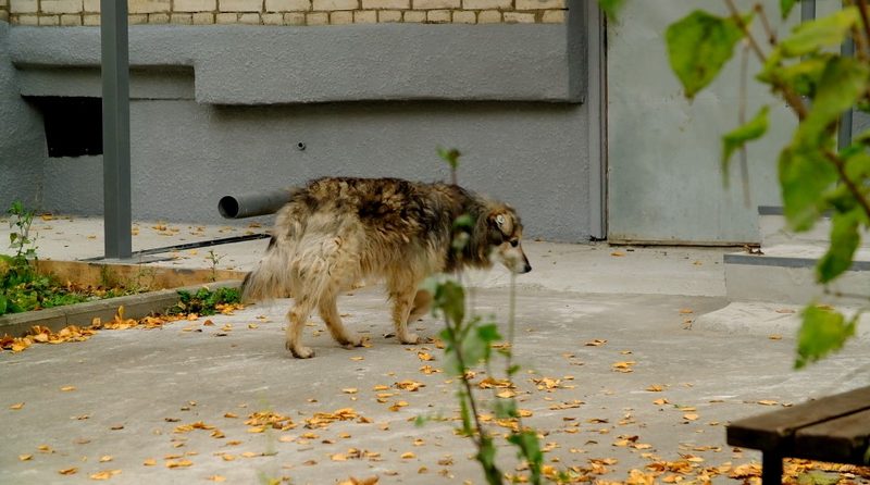 Квартиру жительницы Алексина заливает мочой из-за собачьего приюта в «однушке