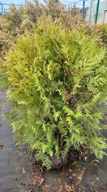 📣Сезонные скидки в садовом центре «Гавриш» 🌱